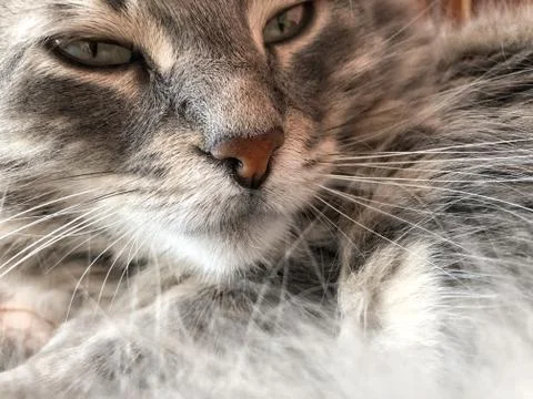 Closeup face of a gray cat Stock Photos