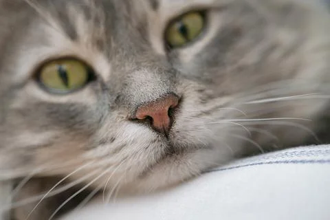 Closeup face of a gray tabby cat with selective focus on nose Stock Photos