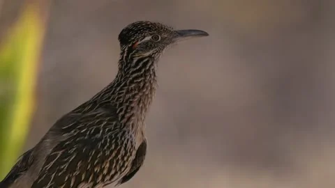 Chaparral cock, cock, flying creature, roadrunner, roadrunner bird