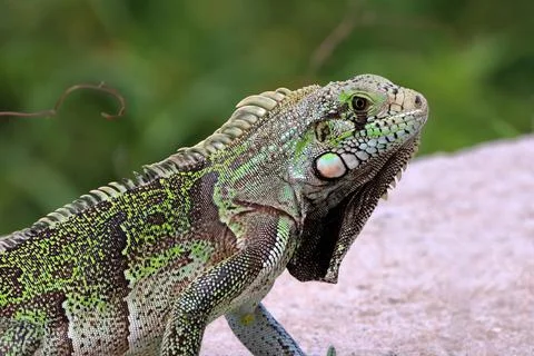 Closeup of the face of a Green Iguana (Iguana Iguana), isolated on a green ba Stock Photos
