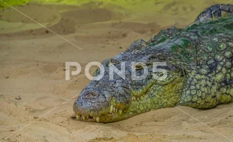 Closeup of the face of a nile crocodile laying in the sand, tropical reptile Stock Photos