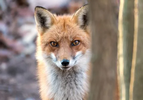 Closeup of the face of a Wild Red Fox peeking from behind a tree in a Marylan Stock Photos