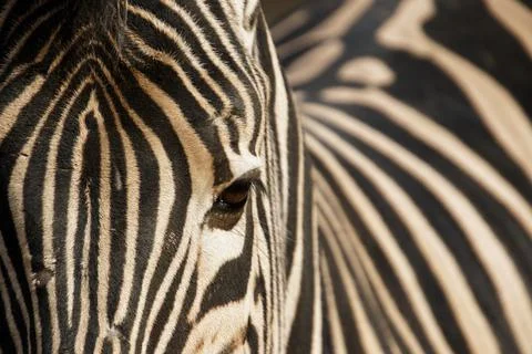 Closeup of the face of a zebra Stock Photos