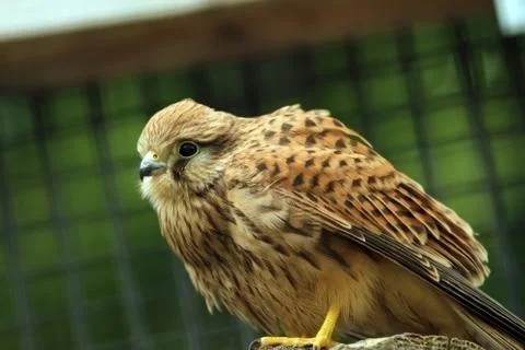Closeup of a falco tinnunculus Stock Photos
