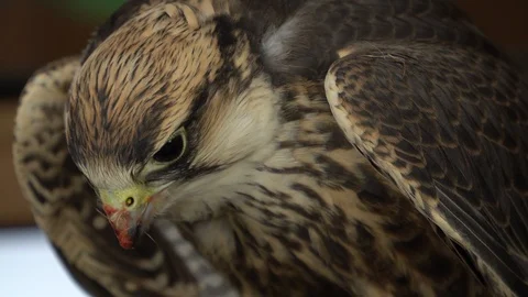 A closeup of a falcon eating Video stock 105123339