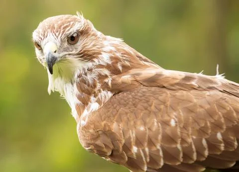 Closeup of a falcon Stock Photos