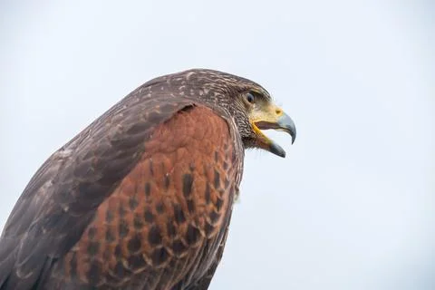 Closeup of a falcon used to keep birds away from planes at the airport Stock Photos