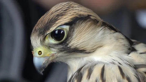 A closeup of a falcons large eyes Video stock 105123733