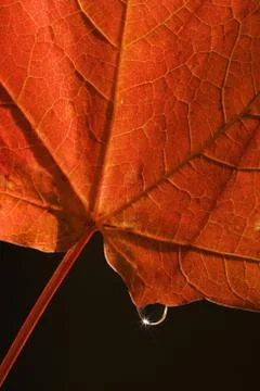Closeup of fall leaf Foto stock