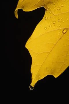 Closeup of fall leaf Foto stock