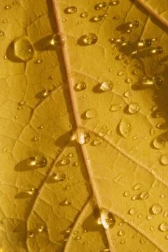 Closeup of fall leaf Stock Photos