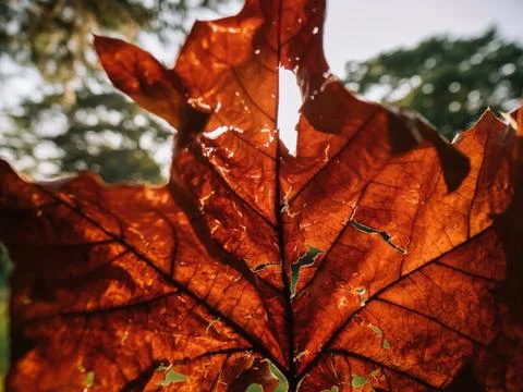 Closeup of fall leaf with sunrise behind Stock Photos
