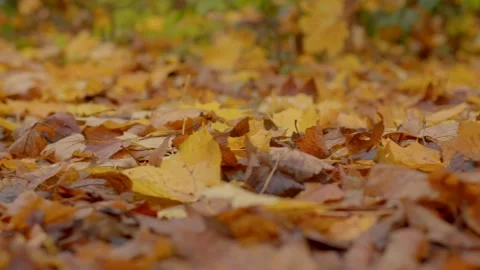 Closeup of fallen leaves creating tranquil seasonal landscape Видео 324591419
