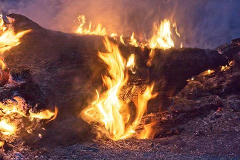 Closeup of a fallen log burning in a forest fire, Flagstaff, Arizona. Stock Photos