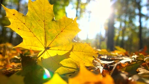 Closeup of a Fallen Maple leaves on the ground in autumn. 스톡 동영상 82170890