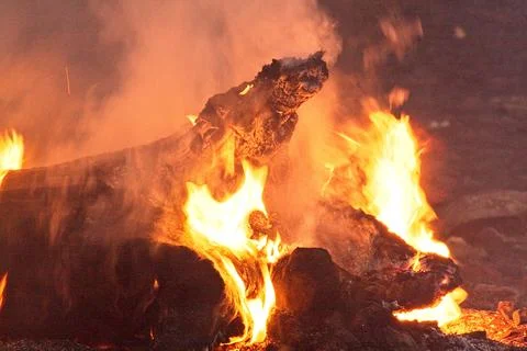 Closeup of a fallen tree burning in a forest fire, Flagstaff, Arizona. Stock Photos