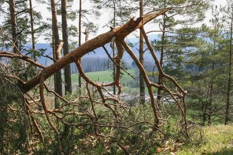 Closeup of a fallen tree lying on the ground Stock Photos