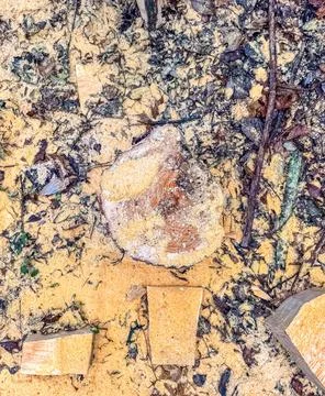 Closeup of a fallen, tree stump in a forest, with textured bark and sawdust Stock Photos