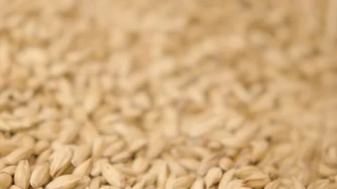 Closeup of falling wheat grain. Stock Footage 113260405