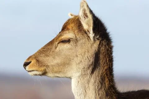 Closeup of fallow deer doe head ( Dama dama, female portrait ) Foto stock
