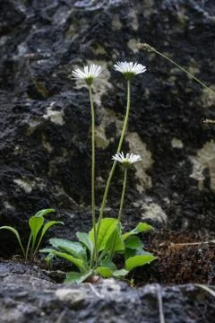 Closeup of false Aster (Aster bellidiastrum) growing on a rock face Stock Photos