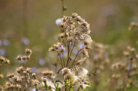 Closeup of false boneset seeds with blurred background Stock Photos