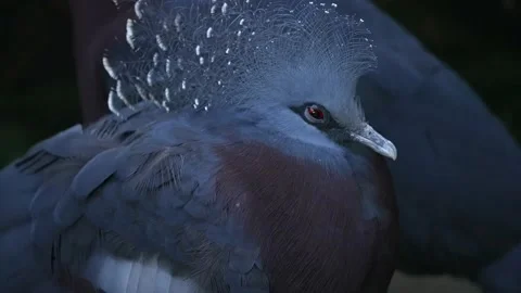 Closeup fancy pigeons Stock Footage 151365783