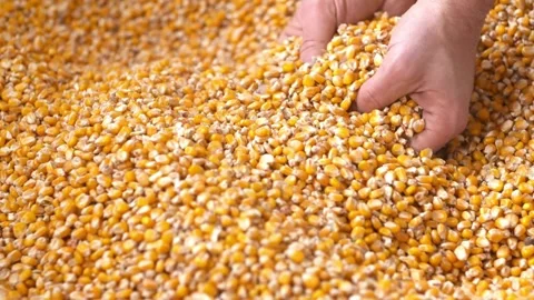 Closeup Farm Worker holding maize harvest cereal plant. Agriculture tillage Stock Footage 270463209
