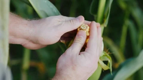Closeup Farm Worker holding maize harvest cereal plant. Agriculture tillage Stock Footage 270464883