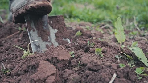 Closeup of farmer digging soil with shovel. Stock Footage 307833770