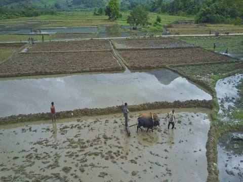 Closeup Farmer Draws Brown and Black Oxen to Harrow Ground Plot Stock Footage