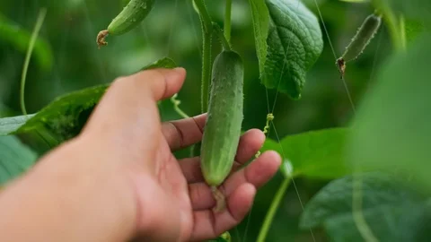 Closeup farmer hand touching cucumber in vegetable garden Stock Footage 117599130