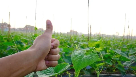 Closeup farmer hand touching cucumber in vegetable garden Stock Footage 120071852
