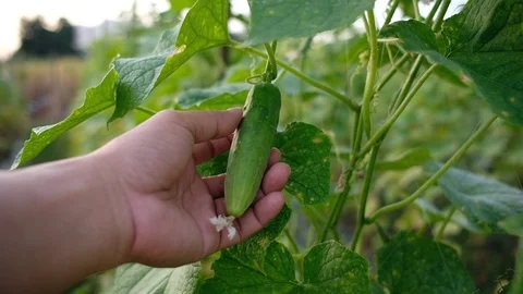 Closeup farmer hand touching cucumber in vegetable garden Stock Footage 120072219