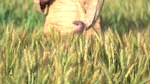 Closeup of farmer hand touching wheat crop, agriculture field , organic far.. Stock Footage 271350371