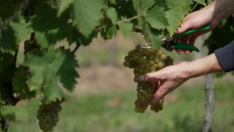 Closeup of farmer hands cutting a bunch of grapes from a vine. Stock Footage 161109877