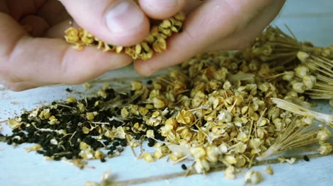 Closeup of farmer hands gathering onion seeds Stock-Footage 63143318