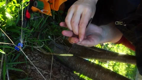 Closeup of farmer man cutting the young plum tree with a knife, preparing for Stock Footage 197299510