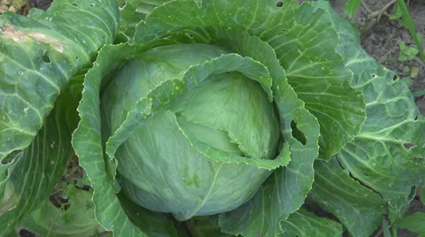 Closeup farmer research hand verify touch white round organic cabbage fresh raw  Video stock 33036674