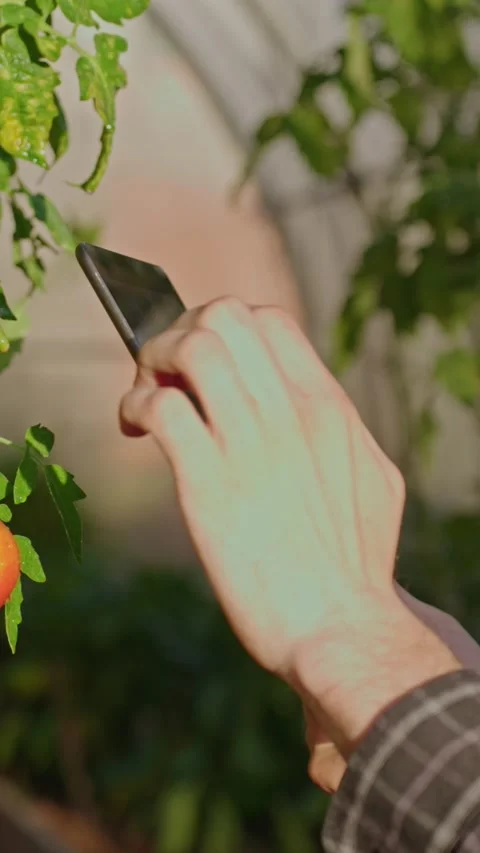 Closeup Of Farmer Using Tablet App To Monitor Greenhouse Tomatoes. Stock Footage 345274552