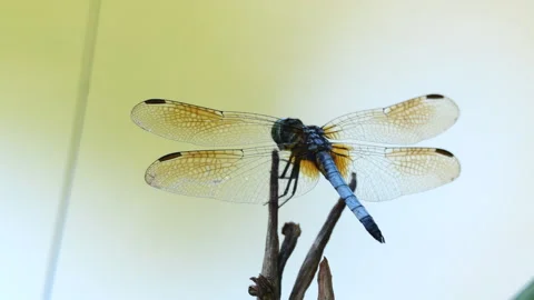 Closeup Of Fast Moving Dragonfly perched on a twig. 動画素材 246881380