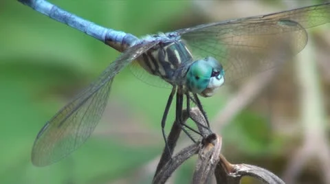 Closeup Of Fast Moving Dragonfly With Vibrant Blue And Green Color In HD Stock Footage