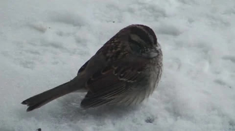 Closeup of fat chipping sparrow Stock Footage 46090517