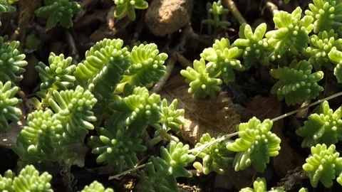 Closeup of fat plants from above Vídeo Stock 116502846