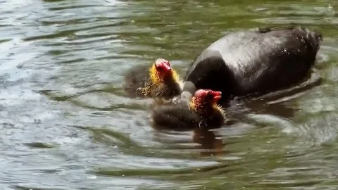 CloseUp of feading Coot Stock Footage 83263331
