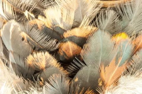 Closeup of feather duster. Stock Photos