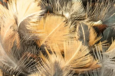Closeup of feather duster. Stock Photos