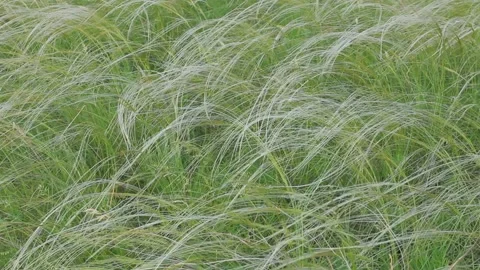 Closeup feather grass sway in the wind Video stock 155803009