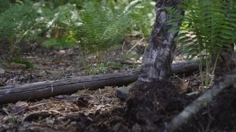 Closeup on feet - hunter walking through the woods Stock Footage 88165290