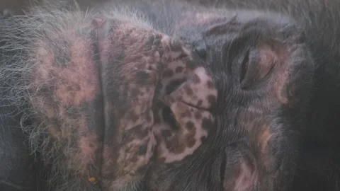 Closeup of a Felidae-inspired fur pattern on a Dog breed Stock Footage 264048504
